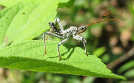 Wheel bug (Arilus cristatus) on green leaf in Florida wild, closeupの写真素材