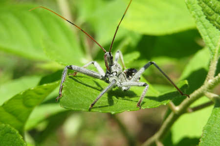 Wheel bug (Arilus cristatus) on green leaf in Florida wild, closeup