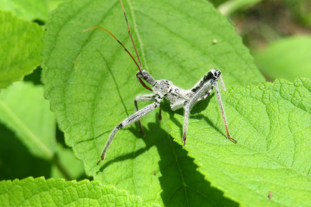 Wheel bug (Arilus cristatus) on green leaf in Florida wild, closeupの写真素材