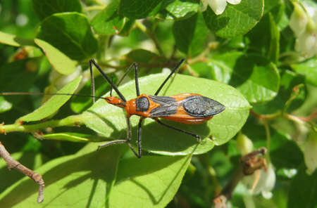 Tropical assassin bug on leaf in Florida natureの写真素材