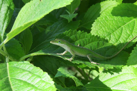 Green anole lizard resting on leaves in Florida natureの写真素材