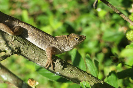 Brown tropical lizard on branch in Florida wildの写真素材