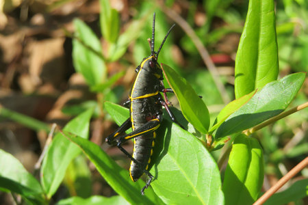 Black tropical grasshopper in Florida wild, closeupの写真素材