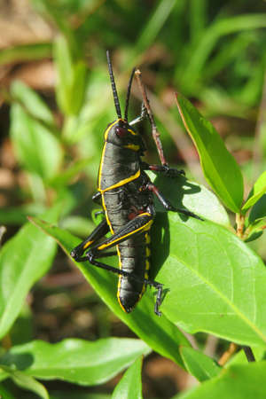 Black tropical grasshopper in Florida wild, closeupの写真素材
