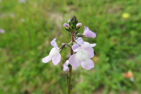 Spring linaria flowers in the meadow in Florida natureの写真素材