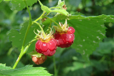 Ripe raspberries in the garden on natural green leaves backgroundの写真素材