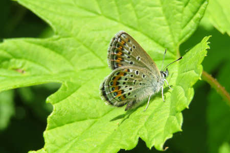 Beautiful butterfly on light green leaf in the gardenの写真素材
