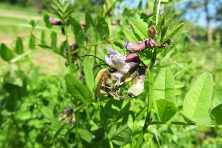 Horned bee on vetch plant in the fieldの写真素材