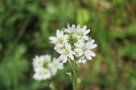 White wild flowers in the meadow, closeupの写真素材