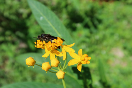 Tropical scoliid wasp on asclepias flowers in Florida nature, closeup