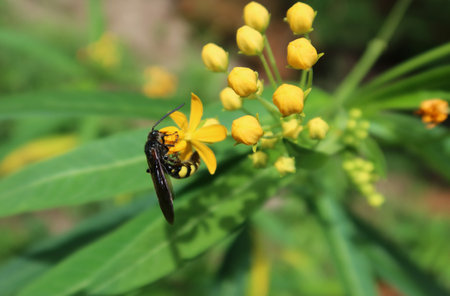 Tropical wasp on yellow asclepias flowers in Florida natureの写真素材