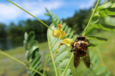 Bumblebee on yellow sesbania flowers in Florida natureの写真素材