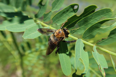 Bumblebee on sesbania leaves in Florida wildの写真素材