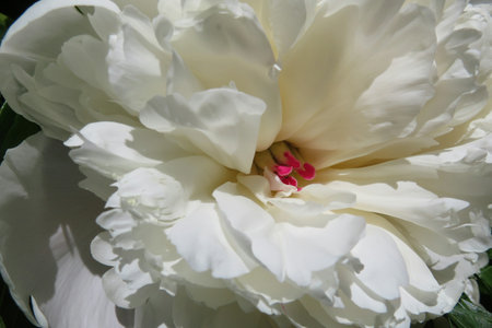 Closeup of white peony flower in the gardenの写真素材