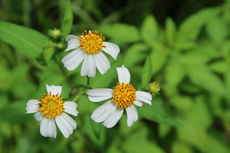 Spanish needles flowers in Florida natureの写真素材