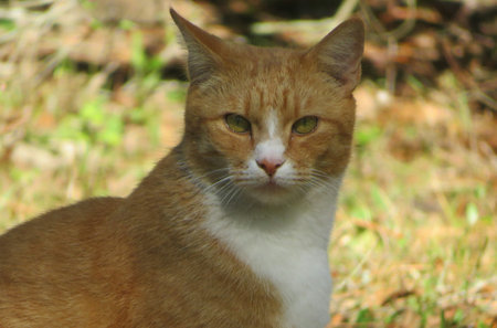 Redhead cat on the yard, closeup