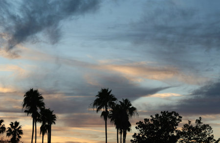 Beautiful sunset background in Florida natureの写真素材