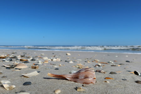 Seashells on ocean background in Florida coast