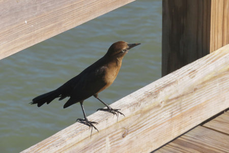 Great-tailed grackle on a pier in Florida beachの写真素材