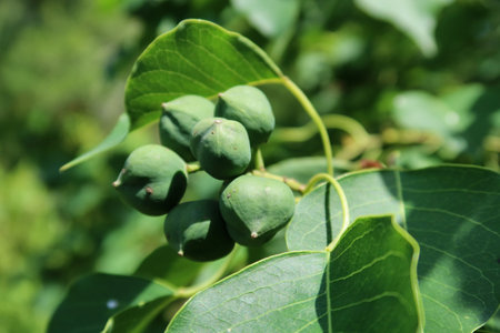 Chinese tallow tree seeds (Triadica sebifera) in Florida natureの写真素材