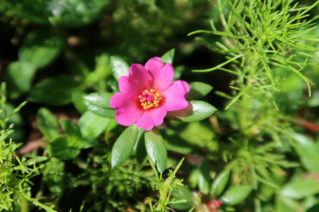 Portulaca flowers in Florida wildの写真素材