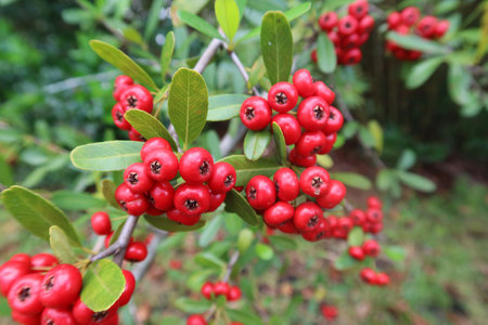 Tree with red berries in Florida natureの写真素材