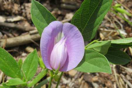Closeup of beautiful centrosema flower in Florida wildの写真素材