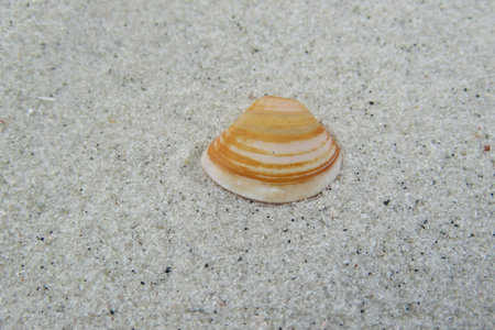 Beautiful yellow seashell on the sand in Florida shore