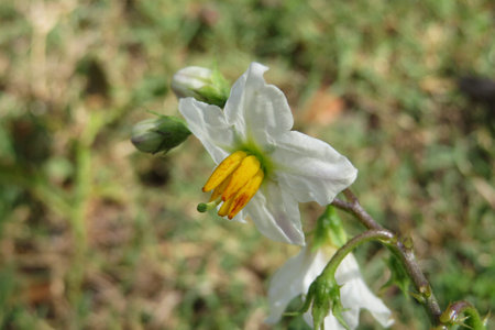 Solanum tuberosum flower, closeupの写真素材