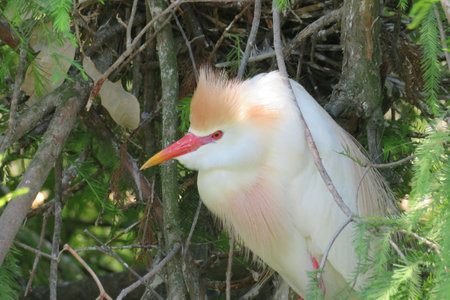 Cattle egret at the nest in Florida wildの写真素材
