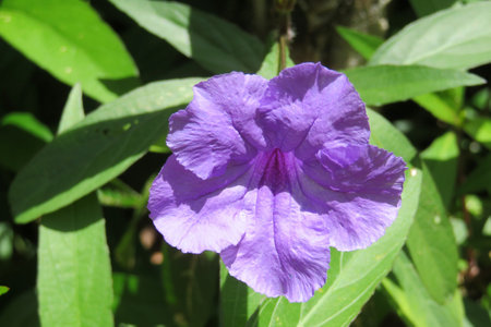 Beautiful petunia flower on green leaves backgroundの写真素材