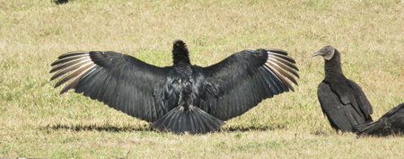 American vultures in Florida wildの写真素材