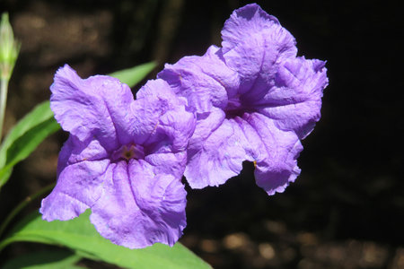 Purple petunia flowers in Florida natureの写真素材