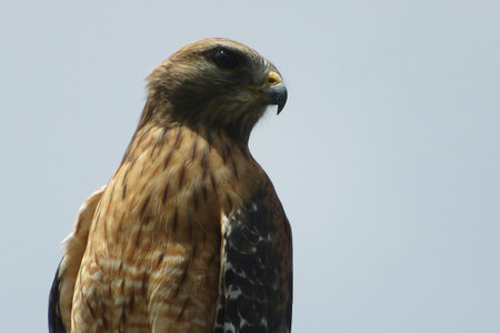 Red tailed hawk on blue sky background in Florida wildの写真素材