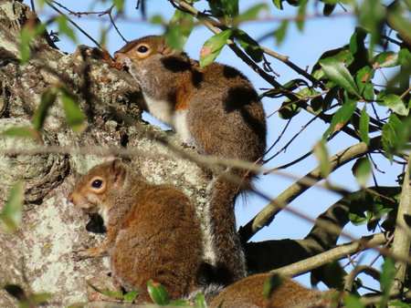 Grey american squirrels on tree in Florida wildの写真素材