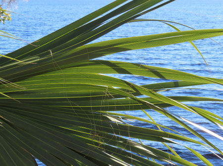 Palm tree branch on blue river water backgroundの写真素材