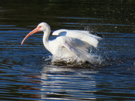 Beautiful white ibis on blue water background in Florida natureの写真素材