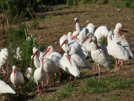 Flock of ibises near the pond in Florida wildの写真素材
