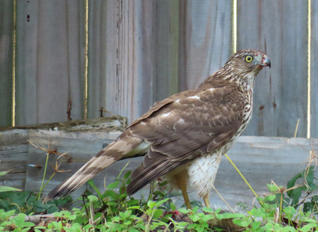 Cooper's hawk on fence background in Florida natureの写真素材
