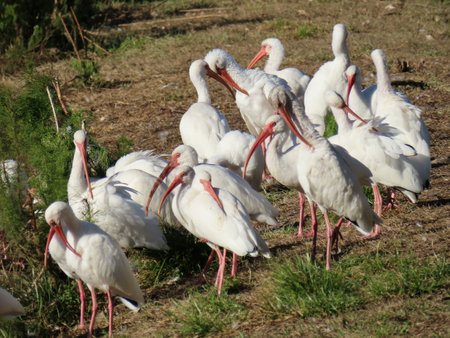 Flock of ibises near the pond in Florida nature