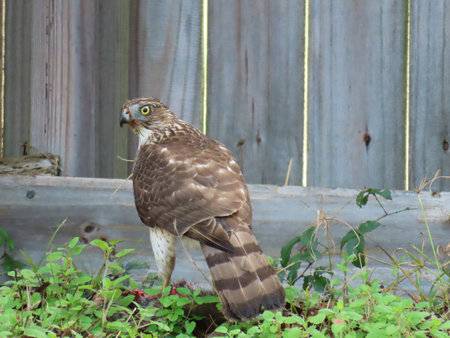 Cooper's hawk near the fenceの写真素材