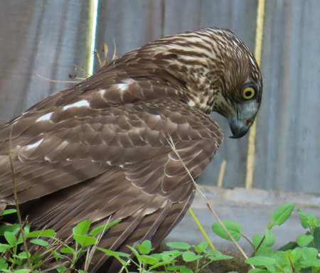 Closeup of cooper's hawk in grassの写真素材