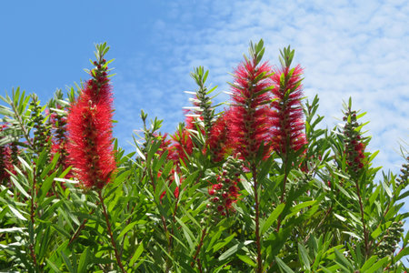 Callistemon flowers on blue sky background in Florida nature, closeupの写真素材