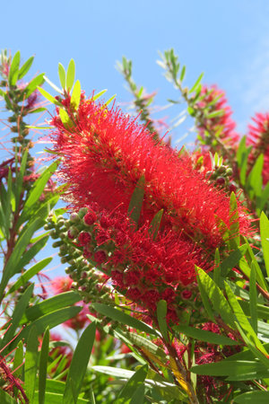 Callistemon flowers on blue sky background in Florida nature, closeupの写真素材