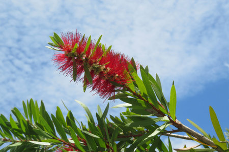 Callistemon flowers on blue sky background in Florida nature, closeupの写真素材
