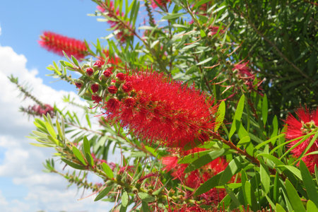 Callistemon flowers on blue sky background in Florida nature, closeupの写真素材