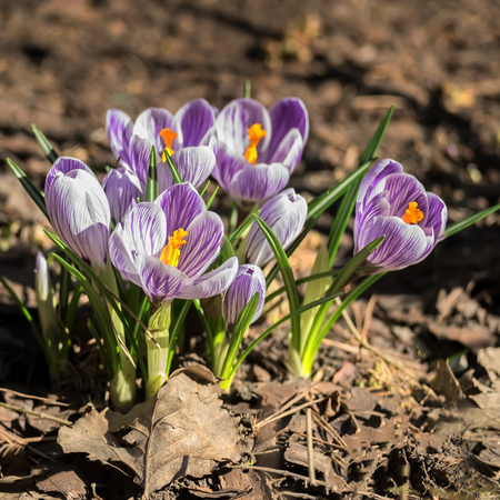 Amazing violet crocus flowers in the forest. The perfect image for spring and mothers day background, flower landscape, crocus in the forest on a sunny day, etc.の写真素材