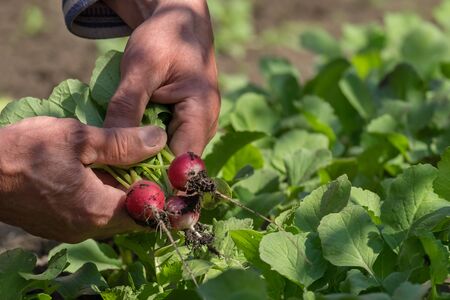 Radishes in the hands with the background patch.の写真素材