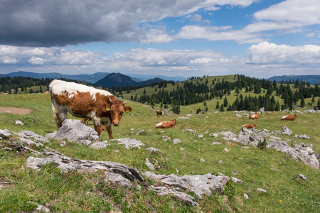 Cow grazing on Alpine meadow,Velika planinaの写真素材