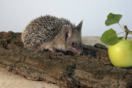 Decorative pygmy hedgehog with green apple. Prickly hedgehog sits on tree barkの写真素材